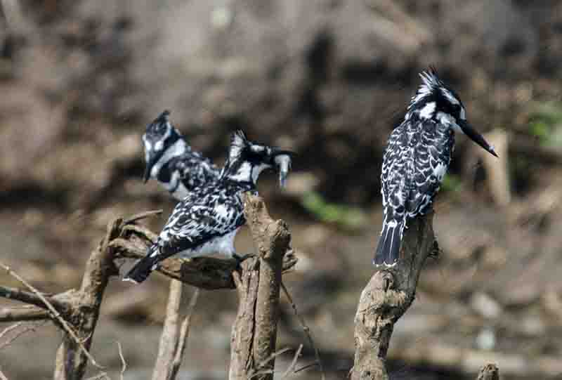 Martin Pescador o Pied Kingfisher - parque nacional de Queen Elizabeth - Uganda 5.jpg